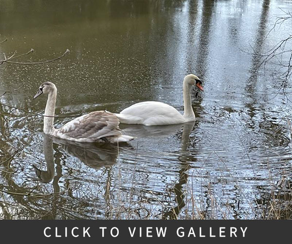 Swans and Duck at Glansevern Hall Gardens